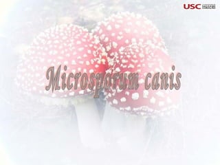 Microsporum canis 