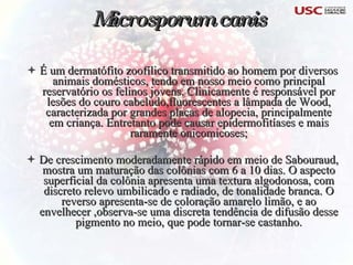 Microsporum canis É um dermatófito zoofílico transmitido ao homem por diversos animais domésticos, tendo em nosso meio como principal reservatório os felinos jovens. Clinicamente é responsável por lesões do couro cabeludo,fluorescentes a lâmpada de Wood, caracterizada por grandes placas de alopecia, principalmente em criança. Entretanto pode causar epidermofitíases e mais raramente onicomicoses; De crescimento moderadamente rápido em meio de Sabouraud, mostra um maturação das colônias com 6 a 10 dias. O aspecto superficial da colônia apresenta uma textura algodonosa, com discreto relevo umbilicado e radiado, de tonalidade branca. O reverso apresenta-se de coloração amarelo limão, e ao envelhecer ,observa-se uma discreta tendência de difusão desse pigmento no meio, que pode tornar-se castanho. 