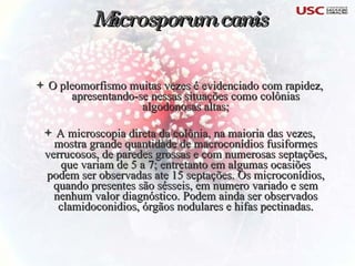 O pleomorfismo muitas vezes é evidenciado com rapidez, apresentando-se nessas situações como colônias algodonosas altas; A microscopia direta da colônia, na maioria das vezes, mostra grande quantidade de macroconídios fusiformes verrucosos, de paredes grossas e com numerosas septações, que variam de 5 a 7; entretanto em algumas ocasiões podem ser observadas ate 15 septações. Os microconídios, quando presentes são sésseis, em numero variado e sem nenhum valor diagnóstico. Podem ainda ser observados clamidoconidios, órgãos nodulares e hifas pectinadas. Microsporum canis 