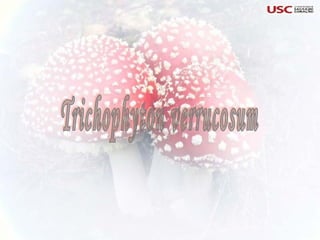 Trichophyton verrucosum 