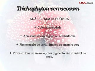 ANÁLISE MACROSCÓPICA Colônia aveludada Apresenta relevo rugoso ou cerebriforme Pigmentação de verso: Branco ao amarelo ocre Reverso: tons de amarelo, com pigmento não difusível no meio. Trichophyton verrucosum   