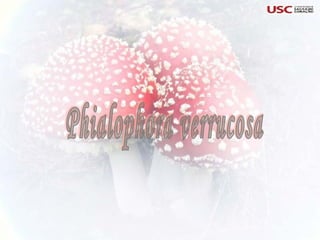 Phialophora verrucosa 