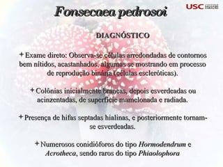 DIAGNÓSTICO  Exame direto: Observa-se células arredondadas de contornos bem nítidos, acastanhados, algumas se mostrando em processo de reprodução binária (células escleróticas). Colônias inicialmente brancas, depois esverdeadas ou acinzentadas, de superfície mamelonada e radiada. Presença de hifas septadas hialinas, e posteriormente tornam-se esverdeadas. Numerosos conidióforos do tipo  Hormodendrum  e  Acrotheca , sendo raros do tipo  Phiaolophora Fonsecaea pedrosoi 
