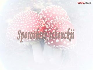 Sporothrix schenckii 