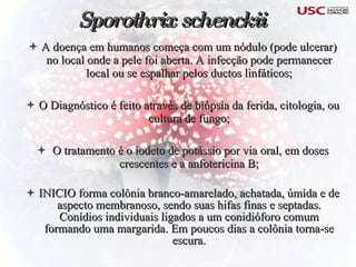 A doença em humanos começa com um nódulo (pode ulcerar) no local onde a pele foi aberta. A infecção pode permanecer local ou se espalhar pelos ductos linfáticos; O Diagnóstico é feito através de biópsia da ferida, citologia, ou cultura de fungo; O tratamento é o iodeto de potássio por via oral, em doses crescentes e a anfotericina B; INICIO forma colônia branco-amarelado, achatada, úmida e de aspecto membranoso, sendo suas hifas finas e septadas. Conídios individuais ligados a um conidióforo comum formando uma margarida. Em poucos dias a colônia torna-se escura. Sporothrix schenckii 