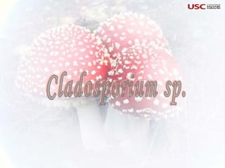 Cladosporium sp. 