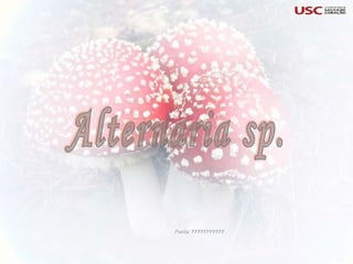 Fonte: ??????????? Alternaria sp. 