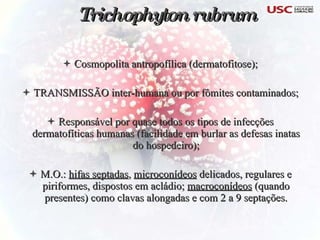 Trichophyton rubrum Cosmopolita antropofílica (dermatofitose); TRANSMISSÃO inter-humana ou por fômites contaminados; Responsável por quase todos os tipos de infecções dermatofíticas humanas (facilidade em burlar as defesas inatas do hospedeiro); M.O.:  hifas septadas ,  microconídeos  delicados, regulares e piriformes, dispostos em acládio;  macroconídeos  (quando presentes) como clavas alongadas e com 2 a 9 septações. 