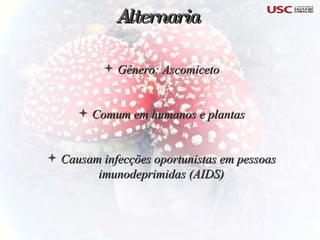 Gênero: Ascomiceto Comum em humanos e plantas Causam infecções oportunistas em pessoas imunodeprimidas (AIDS) Alternaria 
