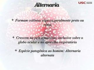 Formam colônias espessa,geralmente preto ou cinza Crescem na pele e mucosas, inclusive sobre o globo ocular e no aparelho respiratório Espécie patogênica ao homem: Alternaria alternata Alternaria 