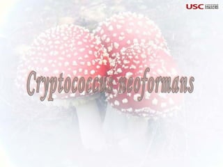 Cryptococcus neoformans 