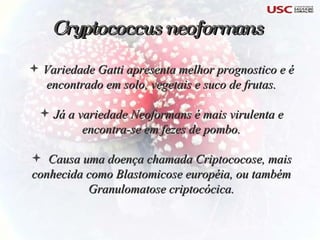Variedade Gatti apresenta melhor prognostico e é encontrado em solo, vegetais e suco de frutas. Já a variedade Neoformans é mais virulenta e encontra-se em fezes de pombo. Causa uma doença chamada Criptococose, mais conhecida como Blastomicose européia, ou também Granulomatose criptocócica. Cryptococcus neoformans 