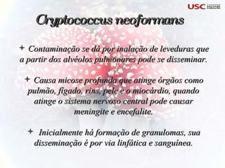 Contaminação se dá por inalação de leveduras que a partir dos alvéolos pulmonares pode se disseminar. Causa micose profunda que atinge órgãos como pulmão, fígado, rins, pele e o miocárdio, quando atinge o sistema nervoso central pode causar meningite e encefalite. Inicialmente há formação de granulomas, sua disseminação é por via linfática e sanguínea. Cryptococcus neoformans 