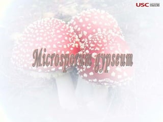 Microsporum gypseum 