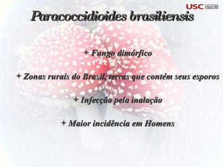 Fungo dimórfico Zonas rurais do Brasil, terras que contém seus esporos Infecção pela inalação Maior incidência em Homens Paracoccidioides brasiliensis 