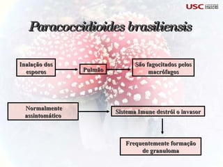 Inalação dos esporos Pulmão São fagocitados pelos macrófagos Normalmente assintomático Sistema Imune destrói o invasor Frequentemente formação de granuloma Paracoccidioides brasiliensis 