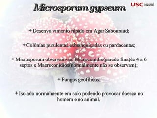 Microsporum gypseum Desenvolvimento rápido em Agar Sabouraud; Colônias purulentas,esbranquiçadas ou pardacentas; Microsporum observam-se: Microconídio(parede fina)de 4 a 6 septos e Macroconidios(normalmente não se observam); Fungos geofílicos; Isolado normalmente em solo podendo provocar doença no homem e no animal. 