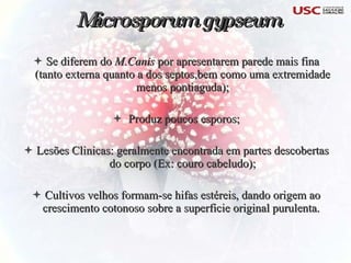 Se diferem do  M.Canis  por apresentarem parede mais fina (tanto externa quanto a dos septos,bem como uma extremidade menos pontiaguda); Produz poucos esporos; Lesões Clinicas: geralmente encontrada em partes descobertas do corpo (Ex: couro cabeludo); Cultivos velhos formam-se hifas estéreis, dando origem ao crescimento cotonoso sobre a superficie original purulenta.  Microsporum gypseum 