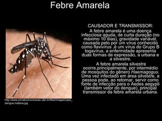 Febre Amarela CAUSADOR E TRANSMISSOR: A febre amarela é uma doença infecciosa aguda, de curta duração (no máximo 10 dias), gravidade variável, causada pelo por um vírus conhecido como flavivírus ,é um vírus do Grupo B togavírus, a enfermidade apresenta duas formas de expressão, a urbana e a silvestre. A febre amarela silvestre ocorre,principalmente, por intermédio de mosquitos do gênero  Haemagogus . Uma vez infectado em área silvestre, a pessoa pode, ao retornar, servir como fonte de infecção para o Aedes aegypti (também vetor do dengue), principal transmissor da febre amarela urbana. http://www.jornalcomunicacao.ufpr.br/files/images/capa_dengue.materia.jpg 