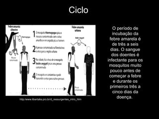 Ciclo  http:/www.libertalia.pro.br/d_ressurgentes_intro_htm O período de incubação da febre amarela é de três a seis dias. O sangue dos doentes é infectante para os mosquitos muito pouco antes de começar a febre e durante os primeiros três a cinco dias da doença.  
