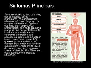 Sintomas Principais   Fase inicial: febre, dor, calafrios, dor de cabeça, dores musculares, nas articulações, náuseas, vômitos. Fase aguda :  comprometimento do fígado e dos rins, além de provocar hemorragias, que pode causar a morte se não houver tratamento imediato. A icterícia é uma coloração amarelada que aparece na pele e nos olhos(por isso o nome “febre amarela”), que é uma característica da doença. Mas temos que lembrar que existem formas muito leves da doença que não chegam a formar a icterícia. Já a febre sim, essa acontece em todas as situações. http:/www.febreamarela.org.br/sintomas.html 