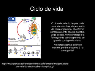 Ciclo de vida   http://www.portalsaofrancisco.com.br/alfa/ameba/imagens/ciclo-de-vida-da-entamoeba-histolytica.gif O ciclo de vida do herpes pode durar até dez dias, dependendo de cada organismo. O enfermo começa a sentir coceira no lábio. Logo depois, vem o inchaço e a formação de bolhas (período de grande contágio do vírus).  No herpes genital ocorre o mesmo, porém a coceira é na área genital. 