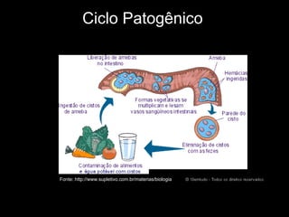 Ciclo Patogênico Fonte: http://www.supletivo.com.br/materias/biologia 