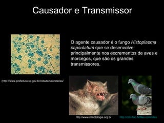 Causador e Transmissor (http://www.prefeitura.sp.gov.br/cidade/secretarias/ O agente causador é o fungo  Histoplasma capsulatum  que se desenvolve principalmente nos excrementos de aves e morcegos, que são os grandes transmissores.   http://cdn-flac.ficfiles.com/sites http://www.infectologia.org.br   