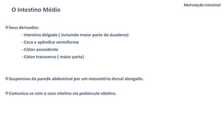 O Intestino Médio
Seus derivados:
- Intestino delgado ( incluindo maior parte do duodeno)
- Ceco e apêndice vermiforme
- Cólon ascendente
- Cólon transverso ( maior parte)
Suspensivo da parede abdominal por um mesentério dorsal alongado.
Comunica-se com o saco vitelino via pedúnculo vitelino.
 