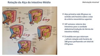 Rotação da Alça do Intestino Médio
 Alça primária roda 90 graus no
sentido anti-horário sobre o eixo
da artéria mesentérica superior.
 10ª semana: retorno dos
intestinos para a cavidade
abdominal (redução da hérnia do
intestino médio).
 À medida em que retornam
, sofrem rotação anti-horária de
180 graus perfazendo um total de
270 graus.
 