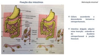 Fixação dos intestinos
 Cólons ascendente e
descendente tornam-se
retroperitoneais.
 Intestino delgado adquire
nova inserção : estende-se
do duodeno
retroperitoneal à junção
ileocecal.
 
