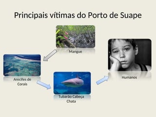 Principais vítimas do Porto de Suape
Mangue
Arecifes de
Corais
Tubarão Cabeça
Chata
Humanos
 