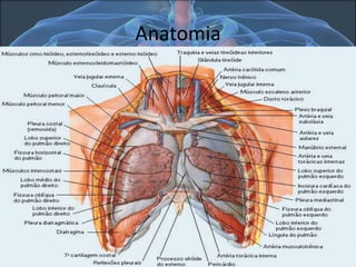 Anatomia

 
