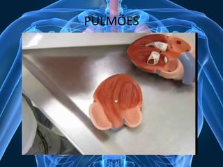 PULMÕES

 