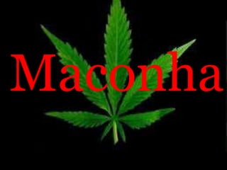 Maconha
 