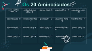 Os 20 Aminoácidos
ácido aspártico
(Asp) - D
ácido glutâmico
(Glu) - E
alanina (Ala) - A arginina (Arg) - R asparagina (Asn)
- N
cisteína (Cys) - C fenilalanina (Phe)
- F
glicina (Gly) - G glutamina (Gln) -
Q
histidina (His) - H
isoleucina (Ile) - I leucina (Leu) - L lisina (Lys) - K metionina (Met) -
M
prolina (Pro) - P
serina (Ser) - S tirosina (Tyr) - Y treonina (Thr) - T triptofano (Trp) -
W
valina (Val) - V
 