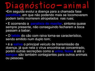 Diagnóstico-animal
Em seguida evolui a doença para a chamada fase
paralítica, em que não podendo mais se locomoverem
podem tanto morrerem atropelados nas ruas;
E ocorrendo a paralisia do maxilar, sintoma quase
sempre presente, não conseguindo fecharem a boca
passam a babar;
O latido do cão com raiva torna-se característico,
sendo emitido num duplo tom;
é a saliva o principal veículo de transmissão da
doença, já que nela o vírus encontra-se concentrado,
porém outras secreções como a urina, fezes e até o
sangue são também contagiantes para outros animais
ou pessoas.
 