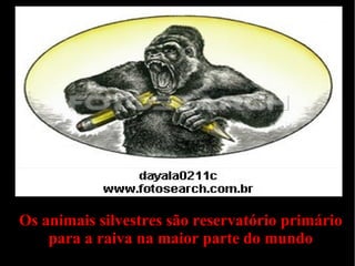 Os animais silvestres são reservatório primário
    para a raiva na maior parte do mundo
 