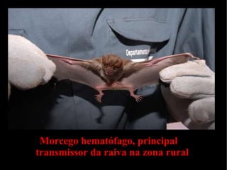 Morcego hematófago, principal
transmissor da raiva na zona rural
 