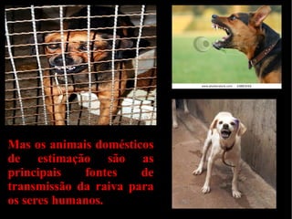 Mas os animais domésticos
de estimação são as
principais   fontes    de
transmissão da raiva para
os seres humanos.
 
