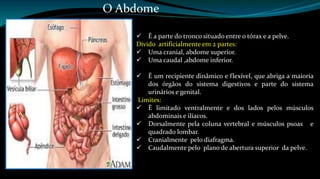 O Abdome 
 É a parte do tronco situado entre o tórax e a pelve. 
Divido artificialmente em 2 partes: 
 Uma cranial, abdome superior. 
 Uma caudal ,abdome inferior. 
 É um recipiente dinâmico e flexível, que abriga a maioria 
dos órgãos do sistema digestivos e parte do sistema 
urinários e genital. 
Limites: 
 È limitado ventralmente e dos lados pelos músculos 
abdominais e ilíacos. 
 Dorsalmente pela coluna vertebral e músculos psoas e 
quadrado lombar. 
 Cranialmente pelo diafragma. 
 Caudalmente pelo plano de abertura superior da pelve. 
 