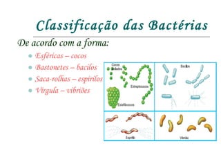 Classificação das Bactérias De acordo com a forma: Esféricas – cocos Bastonetes – bacilos Saca-rolhas – espirilos Vírgula – vibriões 