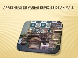 Apreensão de várias espécies de animais.