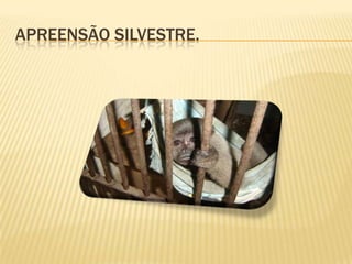 Apreensão silvestre.