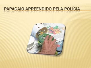 Papagaio apreendido pela polícia