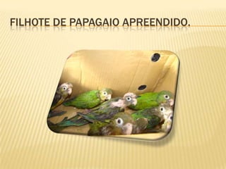 Filhote de papagaio apreendido.