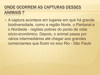 Onde ocorrem as capturas desses animais ?A captura acontece em lugares em que há grande biodiversidade, como a região Norte, o Pantanal e o Nordeste - regiões pobres do ponto de vista sócio-econômico. Depois, o animal passa por vários intermediários até chegar aos grandes comerciantes que ficam no eixo Rio - São Paulo