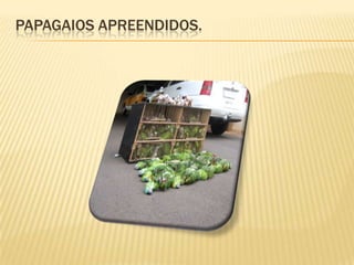 Papagaios apreendidos.