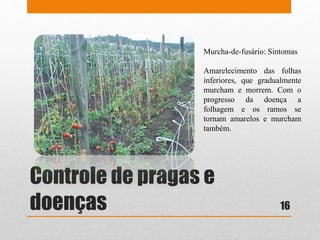 Controle de pragas e
doenças
Murcha-de-fusário: Sintomas
Amarelecimento das folhas
inferiores, que gradualmente
murcham e morrem. Com o
progresso da doença a
folhagem e os ramos se
tornam amarelos e murcham
também.
16
 