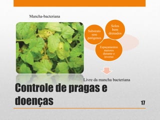 Controle de pragas e
doenças
Mancha-bacteriana
Livre da mancha bacteriana
Espaçamentos
maiores
durante o
inverso
Substrato
sem
patógenos
Solos
bem
drenados
17
 